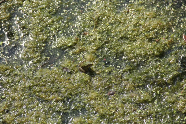 Der Frosch sitzt in einem Teich inmitten von tina — Stockfoto