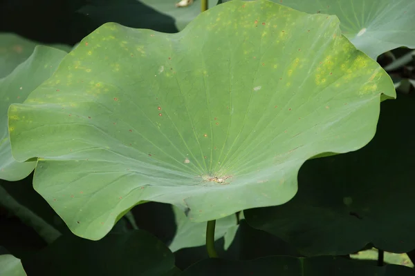 在夏天池塘的绿色荷叶 — 图库照片