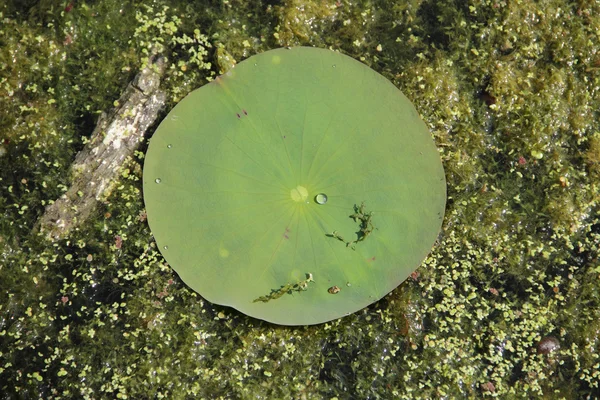 水滴在绿叶水百合 — 图库照片