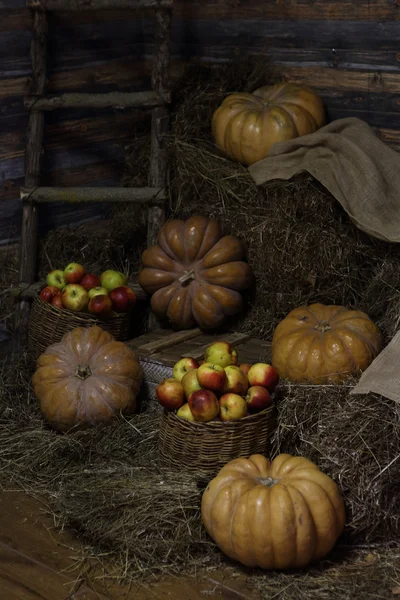 Bir hasır sepet ve olgun sarı kabak kırmızı elmalar — Stok fotoğraf