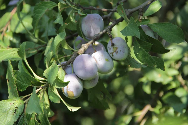 Prune mûre sur la branche d'un prunier — Photo