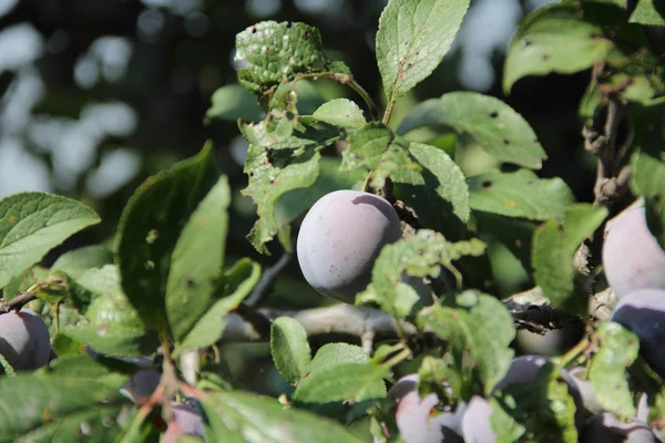 ripe plum on the branch of a plum tree