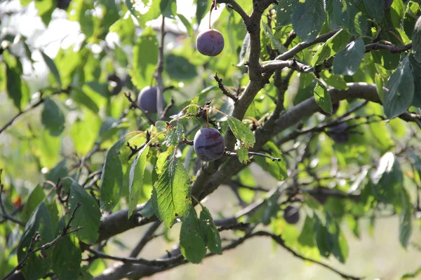 Rijpe pruimen op de tak van een pruimenboom — Stockfoto