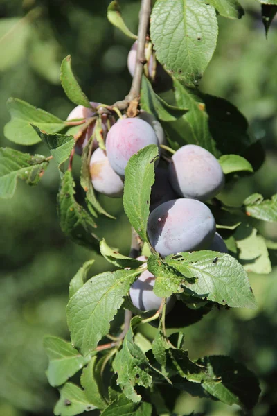 Prune mûre sur la branche d'un prunier dans le jardin — Photo