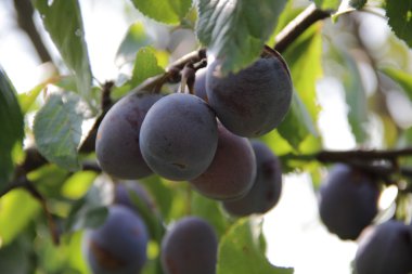 olgun erik erik ağacı dalı