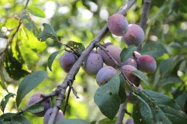 olgun erik erik ağacı dalı