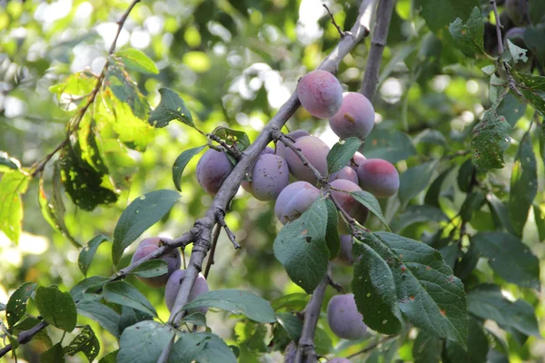 Prune mûre sur la branche d'un prunier — Photo