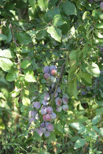 ripe plum on the branch of a plum tree