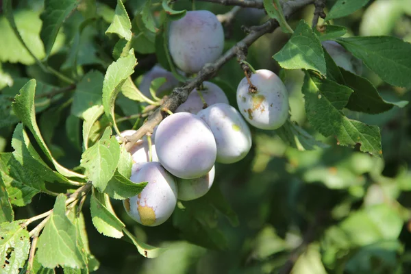 ripe plum on the branch of a plum tree