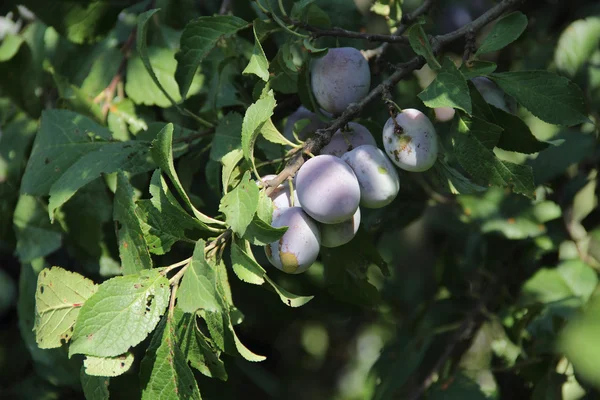 ripe plum on the branch of a plum tree