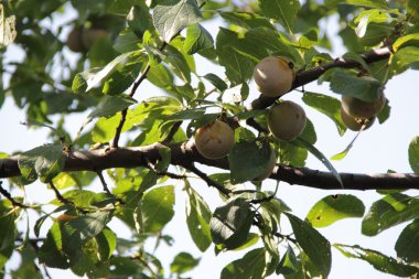 Olgun Erik erik ağacı dalı üzerinde