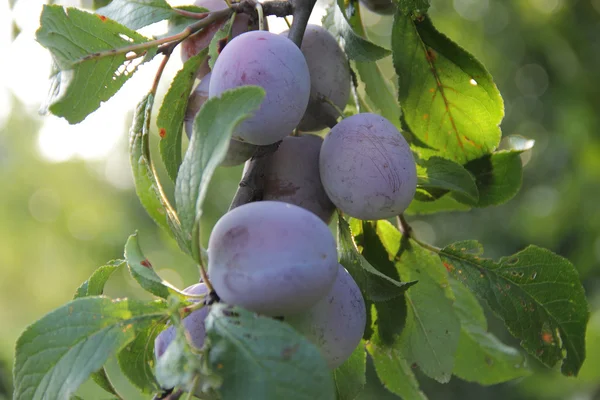 Prune mûre sur la branche d'un prunier — Photo