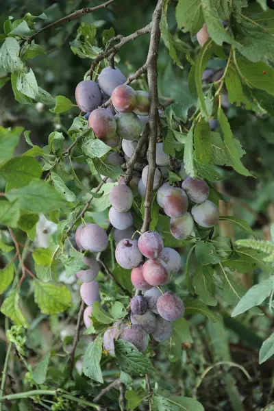 Prune mûre sur la branche d'un prunier — Photo