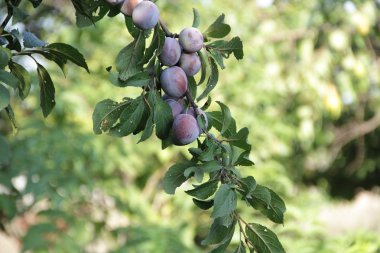 olgun erik erik ağacı dalı