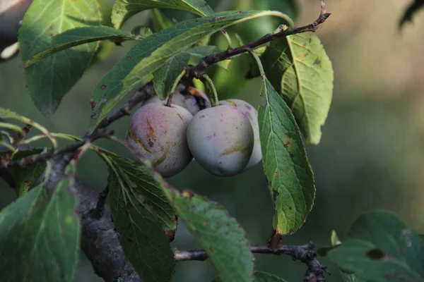 Ciruelas maduras en una rama de un ciruelo — Foto de Stock