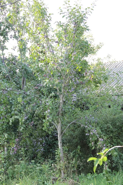 Prunes mûres sur les branches d'un prunier — Photo