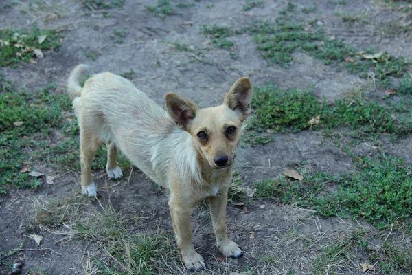 草原に立っている雑種犬 — ストック写真