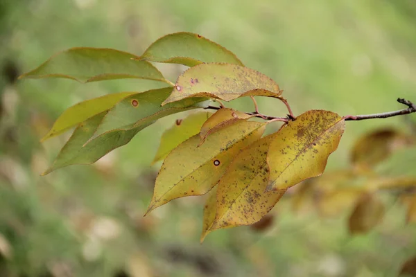 Feuille d'automne jaune sur une branche de cerise — Photo