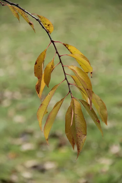 Gele Herfstblad op een tak van kers — Stockfoto