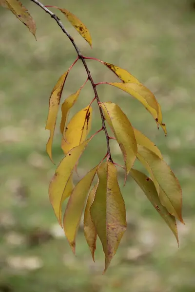 Feuille d'automne jaune sur une branche de cerise — Photo