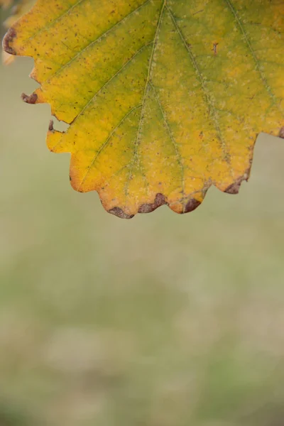 Hoja amarilla de otoño en la rama de un roble —  Fotos de Stock
