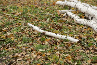 kesilen dalları ve huş ağacı çim gövde