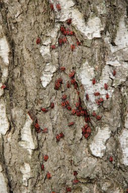 Askerler bir ağaç kabuğu üzerinde oturan kırmızı - hatalar