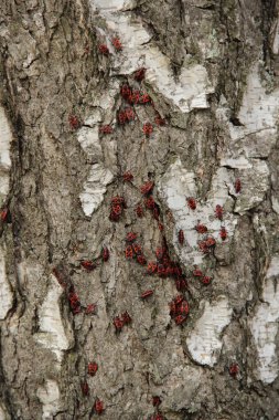 Askerler bir ağaç kabuğu üzerinde oturan kırmızı - hatalar