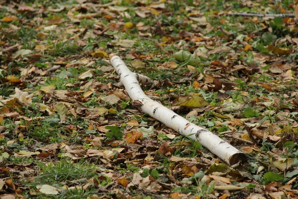 Ramos derrubados e o tronco de um vidoeiro na grama — Fotografia de Stock