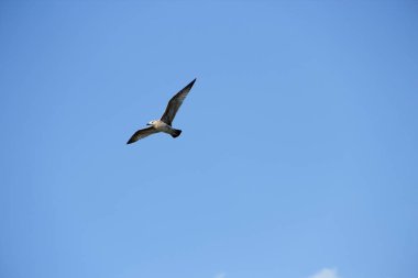 gökyüzünde bir kuş soars