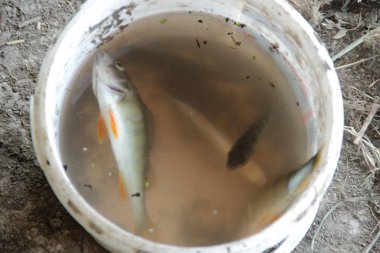 bir kova bir balık tutma tayin yakalanan levrek