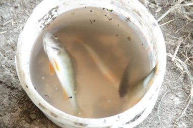 bir kova bir balık tutma tayin yakalanan levrek