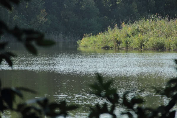 Pohon hijau astuto di sungai — Stok Foto