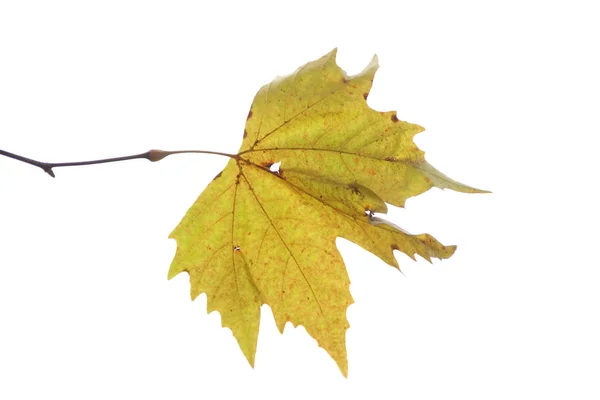 Maple autumn leaf on white background — Stock Photo, Image