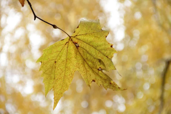 Sarı bir arka plan üzerinde akçaağaç sonbahar yaprak — Stok fotoğraf