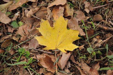 çimenlerin üzerinde Park sonbaharda akçaağaç yaprağı