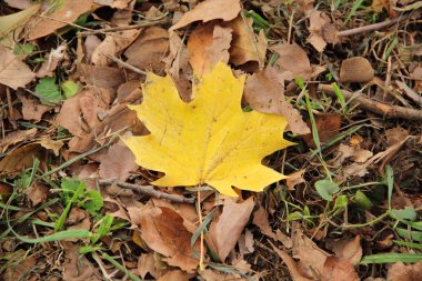 Sonbahar sarı akçaağaç yaprağı çimenlerin üzerinde