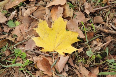 çimenlerin üzerinde Park sonbaharda akçaağaç yaprağı