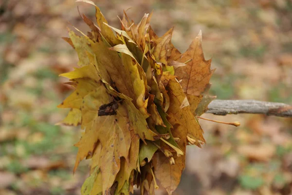 Hojas de arce de otoño empaladas en un palo —  Fotos de Stock