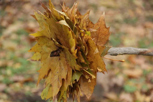 Hojas de arce de otoño empaladas en un palo — Foto de Stock