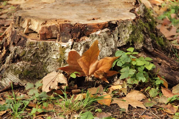 Ahornblatt im Herbstpark über Hanf — Stockfoto
