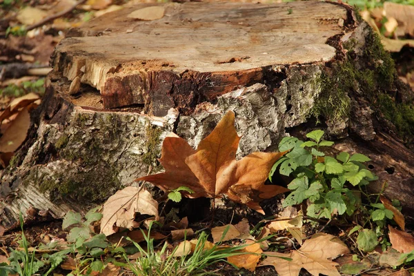 Ahornblatt im Herbstpark über Hanf — Stockfoto