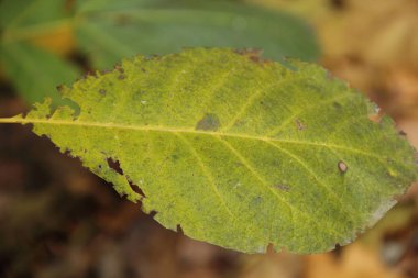 sonbahar yeşil - sarı yapraklar