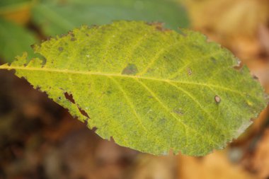 parkta sonbahar ağaç yaprak 
