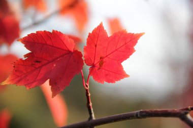 Kırmızı yaprakları sonbaharda akçaağaç şube