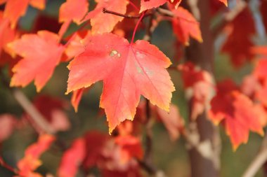 Kırmızı yaprakları sonbaharda akçaağaç şube