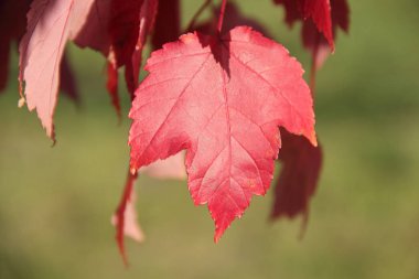 Kırmızı yaprakları sonbaharda akçaağaç şube