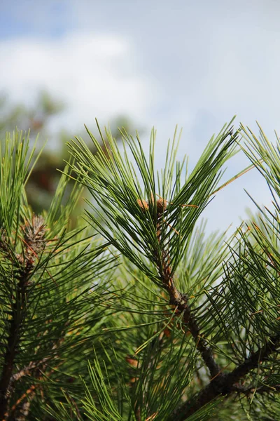Pine branch in green Park — Stock Photo, Image