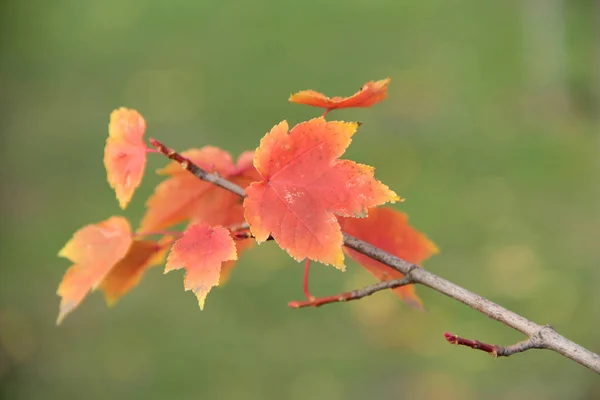 Красные листья осенние кленовые ветви — стоковое фото