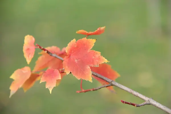 Κόκκινα φύλλα φθινοπώρου σφενδάμου υποκατάστημα — Φωτογραφία Αρχείου